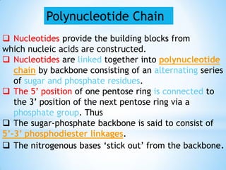  Nucleotides provide the building blocks from
which nucleic acids are constructed.
 Nucleotides are linked together into polynucleotide
chain by backbone consisting of an alternating series
of sugar and phosphate residues.
 The 5‟ position of one pentose ring is connected to
the 3‟ position of the next pentose ring via a
phosphate group. Thus
 The sugar-phosphate backbone is said to consist of
5’-3’ phosphodiester linkages.
 The nitrogenous bases „stick out‟ from the backbone.
Polynucleotide Chain
 