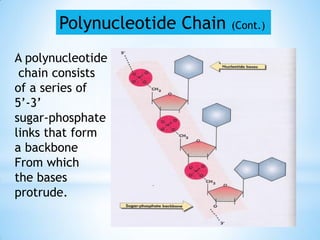 A polynucleotide
chain consists
of a series of
5‟-3‟
sugar-phosphate
links that form
a backbone
From which
the bases
protrude.
Polynucleotide Chain (Cont.)
 