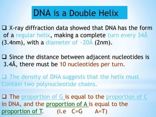  X-ray diffraction data showed that DNA has the form
of a regular helix, making a complete turn every 34Å
(3.4nm), with a diameter of ~20Å (2nm).
 Since the distance between adjacent nucleotides is
3.4Å, there must be 10 nucleotides per turn.
 The density of DNA suggests that the helix must
Contain two polynucleotide chains.
 The proportion of G is equal to the proportion of C
in DNA, and the proportion of A is equal to the
proportion of T. (i.e C=G A=T)
DNA is a Double Helix
 