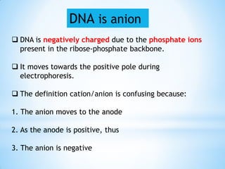  DNA is negatively charged due to the phosphate ions
present in the ribose-phosphate backbone.
 It moves towards the positive pole during
electrophoresis.
 The definition cation/anion is confusing because:
1. The anion moves to the anode
2. As the anode is positive, thus
3. The anion is negative
DNA is anion
 