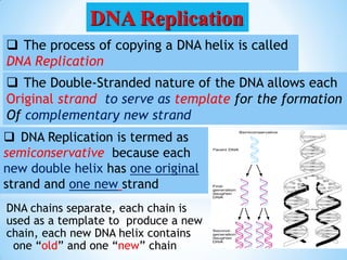  The process of copying a DNA helix is called
DNA Replication
 The Double-Stranded nature of the DNA allows each
Original strand to serve as template for the formation
Of complementary new strand
DNA chains separate, each chain is
used as a template to produce a new
chain, each new DNA helix contains
one “old” and one “new” chain
 DNA Replication is termed as
semiconservative because each
new double helix has one original
strand and one new strand
DNA Replication
 