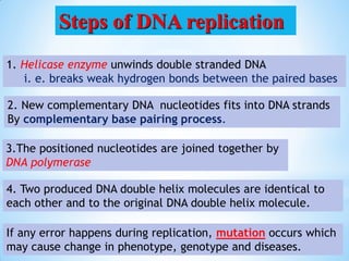 1. Helicase enzyme unwinds double stranded DNA
i. e. breaks weak hydrogen bonds between the paired bases
2. New complementary DNA nucleotides fits into DNA strands
By complementary base pairing process.
3.The positioned nucleotides are joined together by
DNA polymerase
4. Two produced DNA double helix molecules are identical to
each other and to the original DNA double helix molecule.
If any error happens during replication, mutation occurs which
may cause change in phenotype, genotype and diseases.
Steps of DNA replication
 