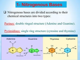 1- Nitrogenous Bases
 Nitrogenous bases are divided according to their
chemical structures into two types:
Purines: double ringed structure (Adenine and Guanine).
Pyrimidines: single ring structure (cytosine and thymine)
 