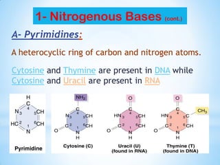 A- Pyrimidines:
Cytosine and Thymine are present in DNA while
Cytosine and Uracil are present in RNA
1- Nitrogenous Bases (cont.)
A heterocyclic ring of carbon and nitrogen atoms.
 
