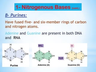 B- Purines:
Adenine and Guanine are present in both DNA
and RNA
1- Nitrogenous Bases (cont.)
Have fused five- and six-member rings of carbon
and nitrogen atoms.
 