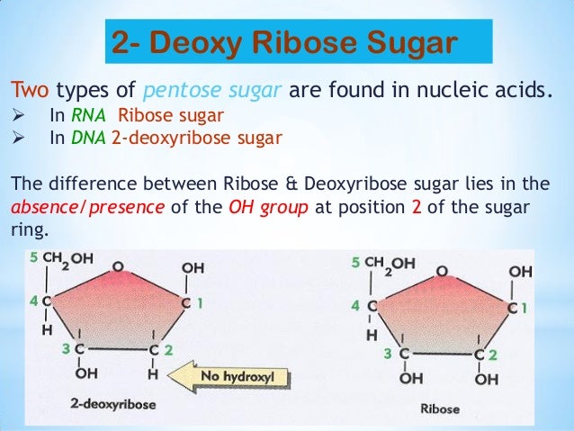 1st lecture (DNA)