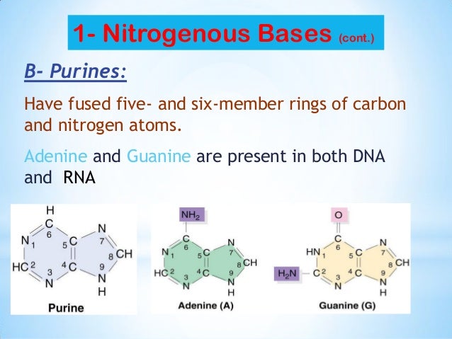 Member Nitrogen Rings Member Nitrogen Rings