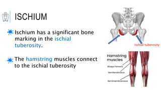 osteology of lower limb with Dr. Ameera A. Al-Humidi.pptx