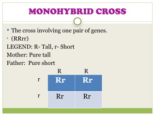 MONOHYBRID CROSS
 The cross involving one pair of genes.
• (RRrr)
LEGEND: R- Tall, r- Short
Mother: Pure tall
Father: Pure short
R R
r
r
Rr Rr
Rr Rr
 