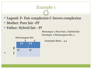 Example 1
 Legend: F- Fair complexion f- brown complexion
 Mother: Pure fair -FF
 Father: Hybrid fair - Ff
Phenotype: 2 Pure Fair, 2 Hybrid fair
Genotype: 2 Homozygous fair, 2
Heterozygous fair
F F Genotypic Ratio: 4:4
F
 f
FF FF
Ff Ff
 