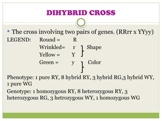 DIHYBRID CROSS
 The cross involving two pairs of genes. (RRrr x YYyy)
LEGEND: Round = R
Wrinkled= r Shape
Yellow = Y
Green = y Color
Phenotype: 1 pure RY, 8 hybrid RY, 3 hybrid RG,3 hybrid WY,
1 pure WG
Genotype: 1 homozygous RY, 8 heterozygous RY, 3
heterozygous RG, 3 hetrozygous WY, 1 homozygous WG
 