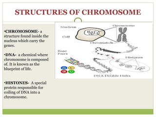 STRUCTURES OF CHROMOSOME
•CHROMOSOME- a
structure found inside the
nucleus which carry the
genes.
•DNA- a chemical where
chromosome is composed
of. It is known as the
blueprint of life.
•HISTONES- A special
protein responsible for
coiling of DNA into a
chromosome.
 