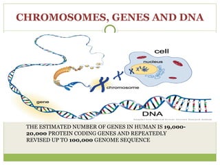 CHROMOSOMES, GENES AND DNA
THE ESTIMATED NUMBER OF GENES IN HUMAN IS 19,000-
20,000 PROTEIN CODING GENES AND REPEATEDLY
REVISED UP TO 100,000 GENOME SEQUENCE
 