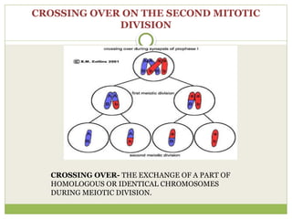 CROSSING OVER ON THE SECOND MITOTIC
DIVISION
CROSSING OVER- THE EXCHANGE OF A PART OF
HOMOLOGOUS OR IDENTICAL CHROMOSOMES
DURING MEIOTIC DIVISION.
 