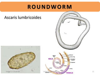 ROUNDWORM
Ascaris lumbricoides
04-Apr-17 10:38 AM 21USTAZ ELHADI 2017
 