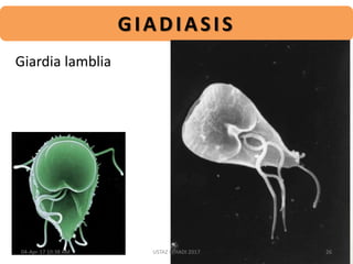 GIADIASIS
Giardia lamblia
04-Apr-17 10:38 AM 26USTAZ ELHADI 2017
 