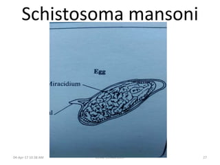 04-Apr-17 10:38 AM USTAZ ELHADI 2017 27
Schistosoma mansoni
 