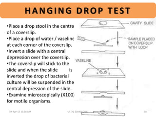 HANGING DROP TEST
•Place a drop stool in the centre
of a coverslip.
•Place a drop of water / vaseline
at each corner of the coverslip.
•Invert a slide with a central
depression over the coverslip.
•The coverslip will stick to the
slide and when the slide is
inverted the drop of bacterial
culture will be suspended in the
central depression of the slide.
•Examine microscopically (X100)
for motile organisms.
04-Apr-17 10:38 AM 30USTAZ ELHADI 2017
 
