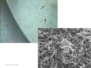 04-Apr-17 10:38 AM 31USTAZ ELHADI 2017
 