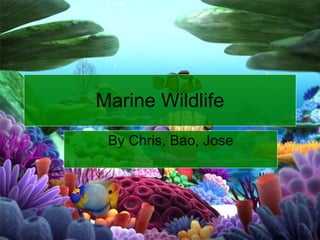 By Chris, Bao, Jose Marine Wildlife 
