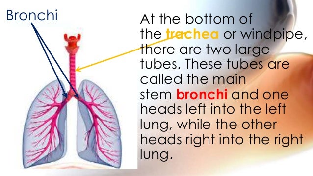 1st science 12 describes the function of each respiratory organ