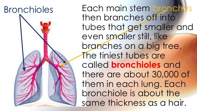 1st science 12 describes the function of each respiratory organ