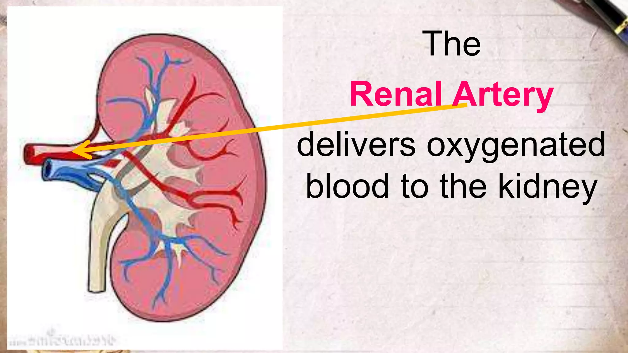 The
Renal Artery
delivers oxygenated
blood to the kidney
 