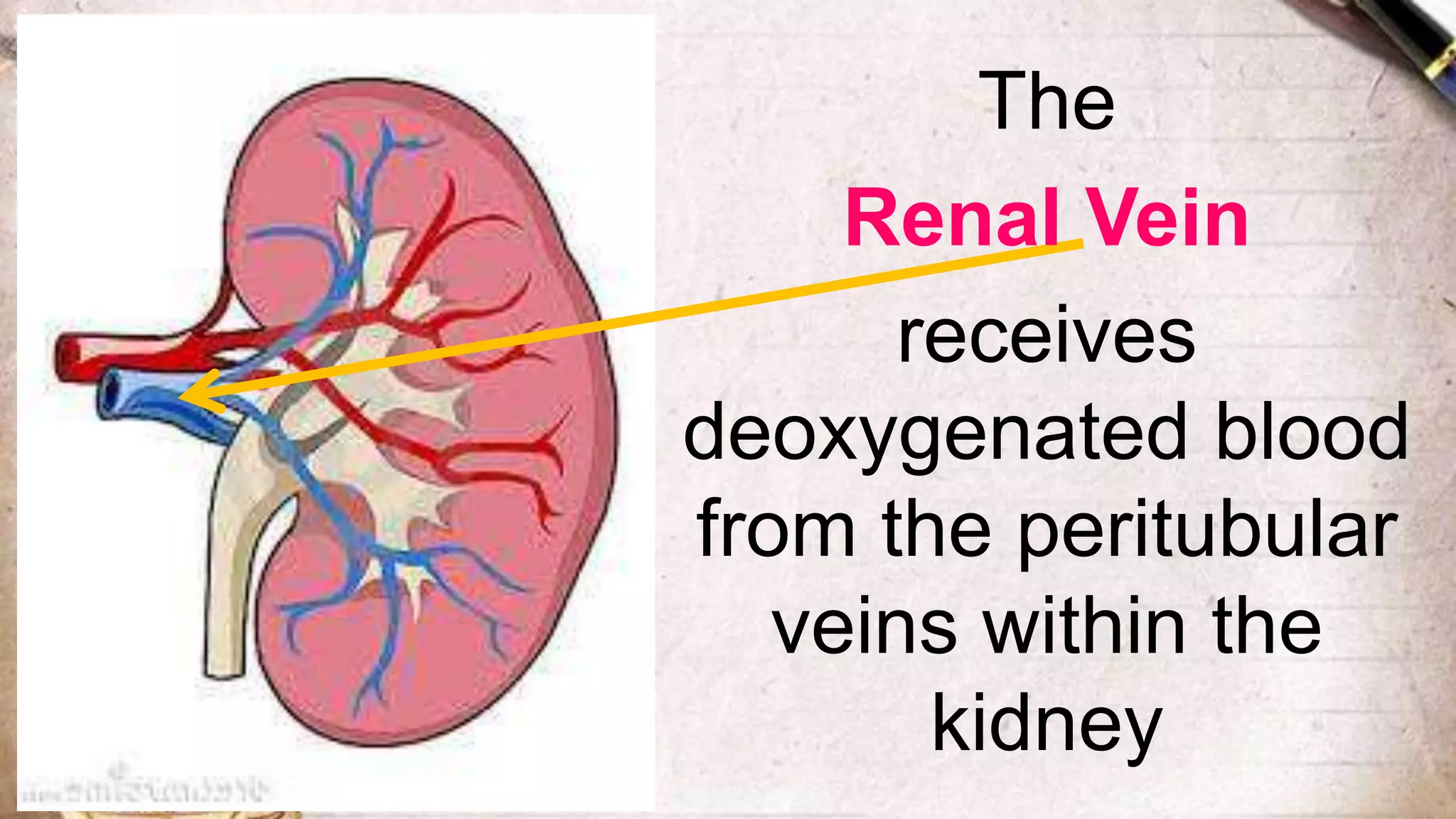 The
Renal Vein
receives
deoxygenated blood
from the peritubular
veins within the
kidney
 