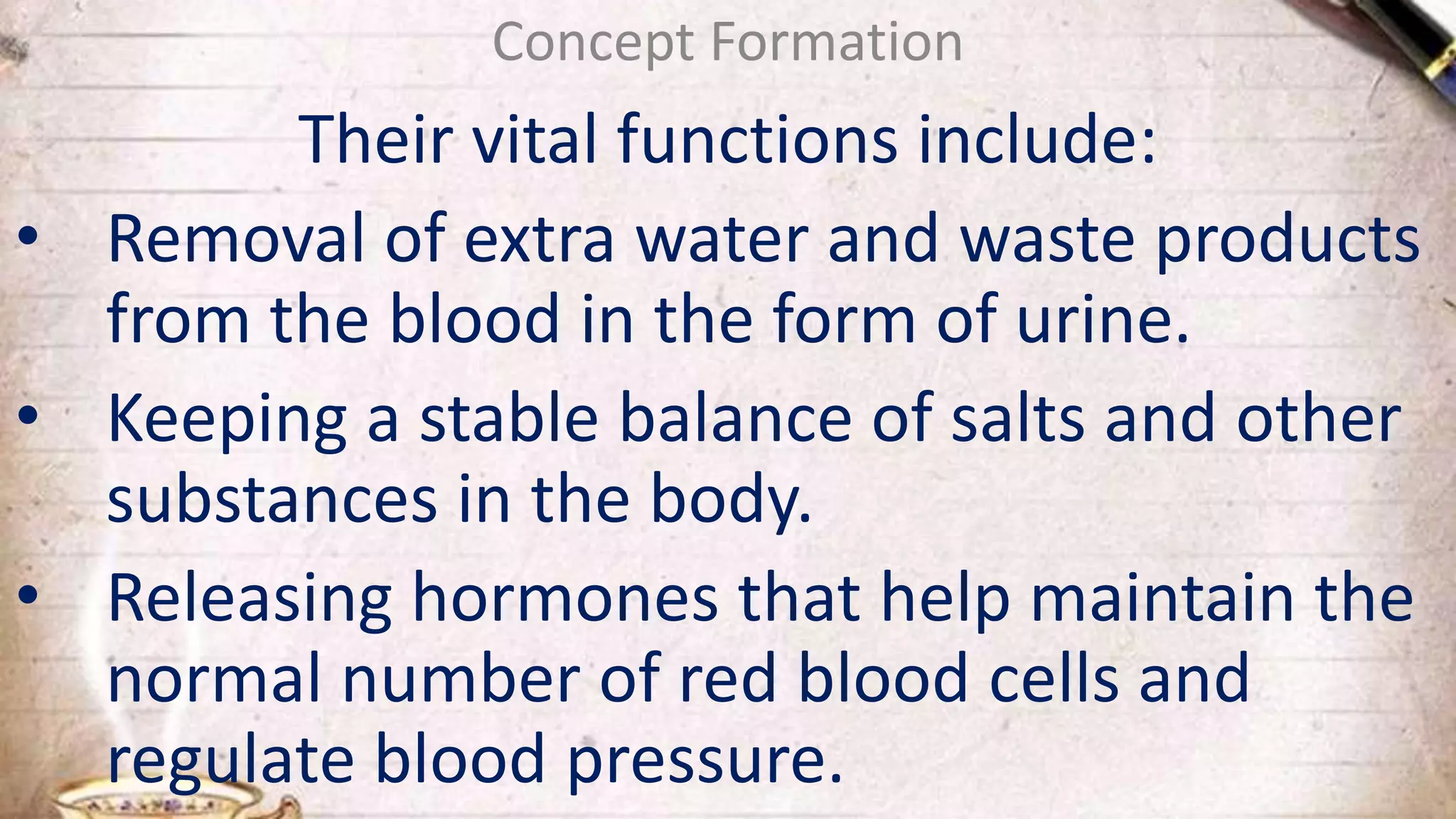 Their vital functions include:
• Removal of extra water and waste products
from the blood in the form of urine.
• Keeping a stable balance of salts and other
substances in the body.
• Releasing hormones that help maintain the
normal number of red blood cells and
regulate blood pressure.
Concept Formation
 