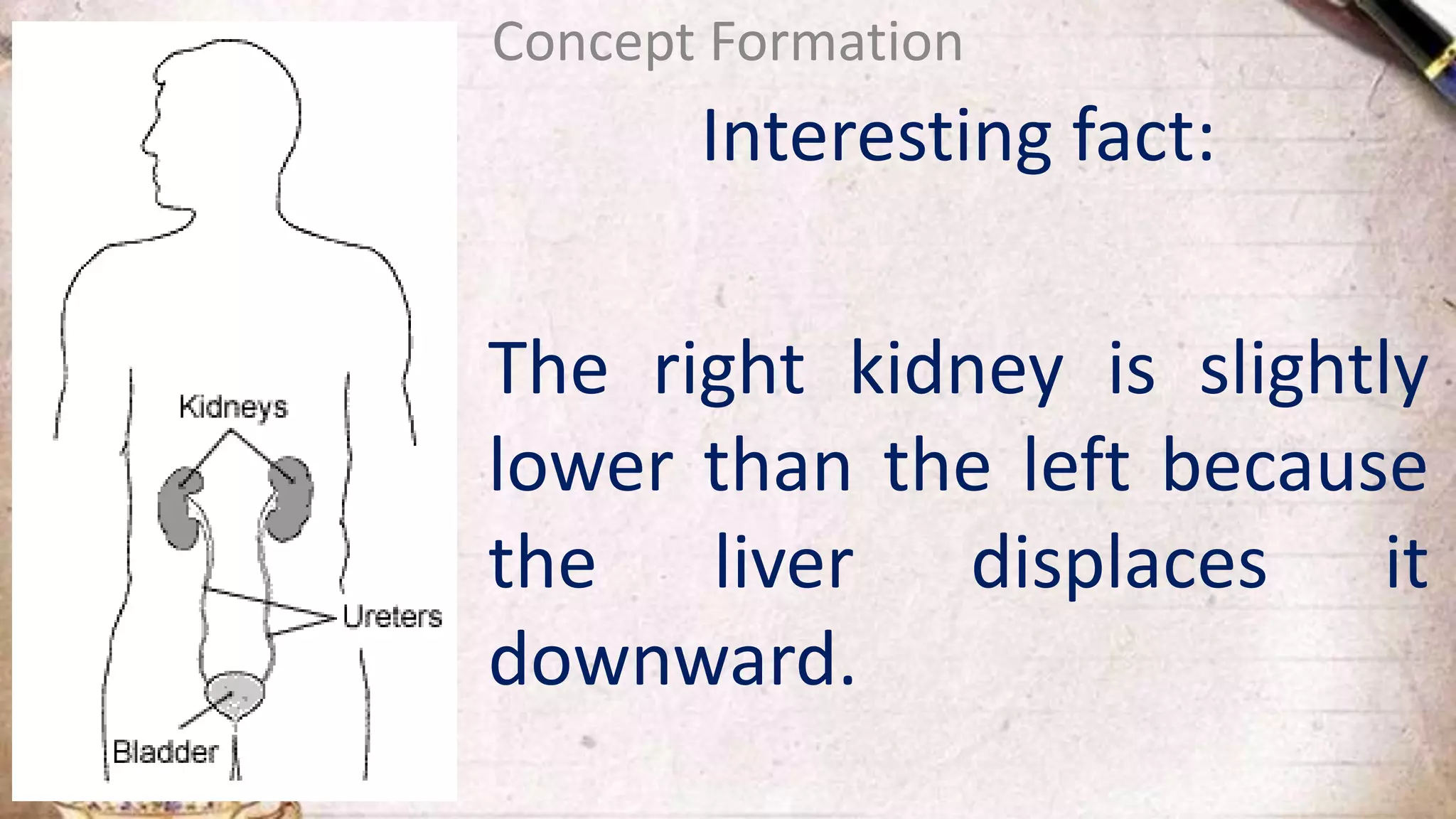 Interesting fact:
The right kidney is slightly
lower than the left because
the liver displaces it
downward.
Concept Formation
 