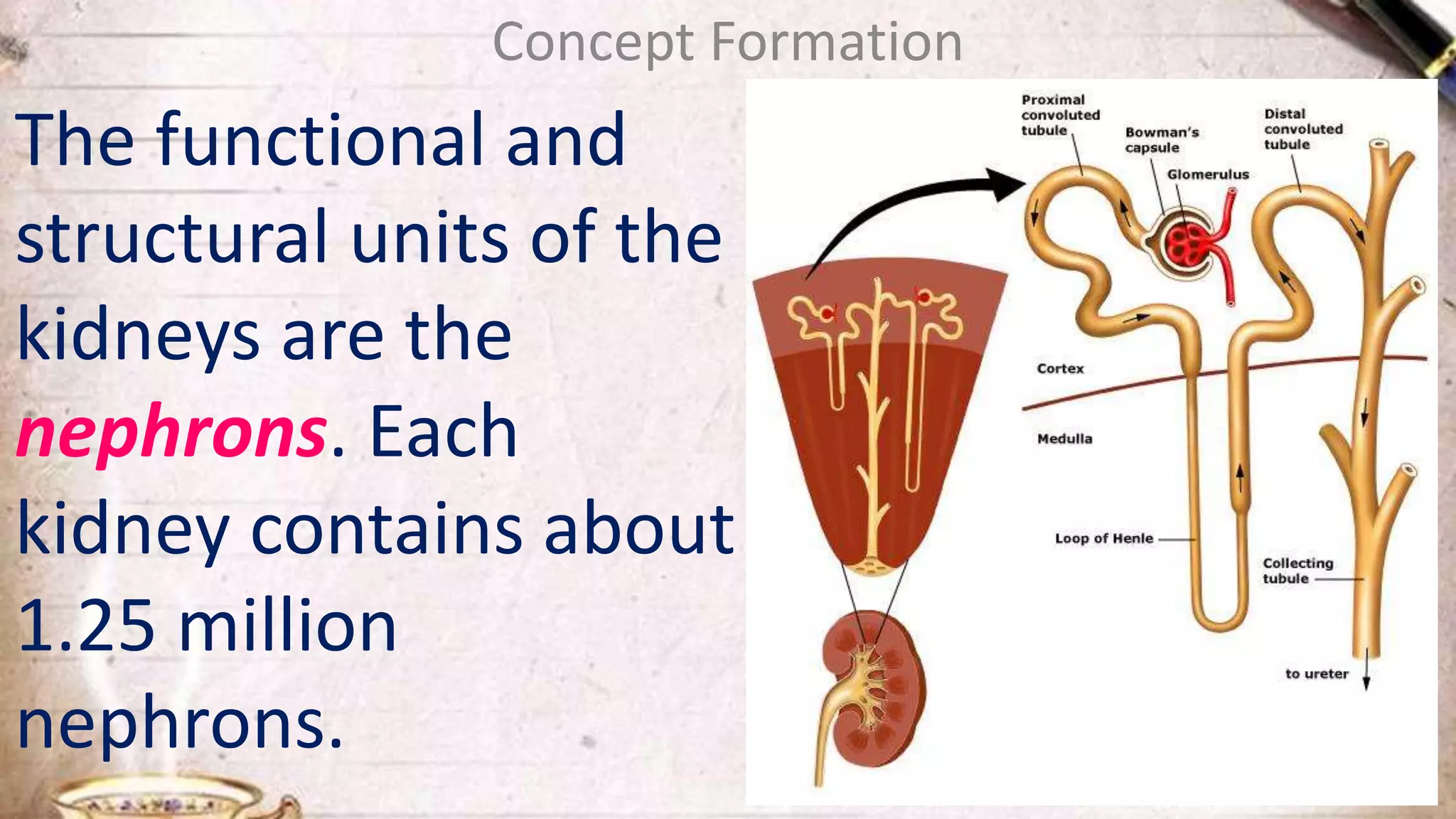 Concept Formation
The functional and
structural units of the
kidneys are the
nephrons. Each
kidney contains about
1.25 million
nephrons.
 