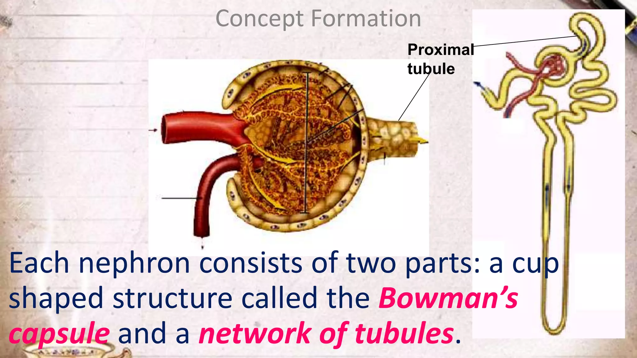 Concept Formation
Each nephron consists of two parts: a cup
shaped structure called the Bowman’s
capsule and a network of tubules.
Proximal
tubule
 