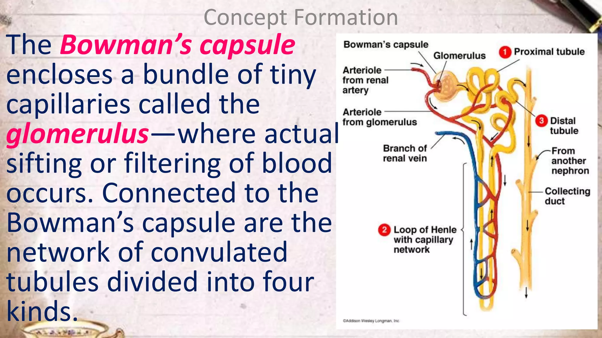 Concept Formation
The Bowman’s capsule
encloses a bundle of tiny
capillaries called the
glomerulus—where actual
sifting or filtering of blood
occurs. Connected to the
Bowman’s capsule are the
network of convulated
tubules divided into four
kinds.
 