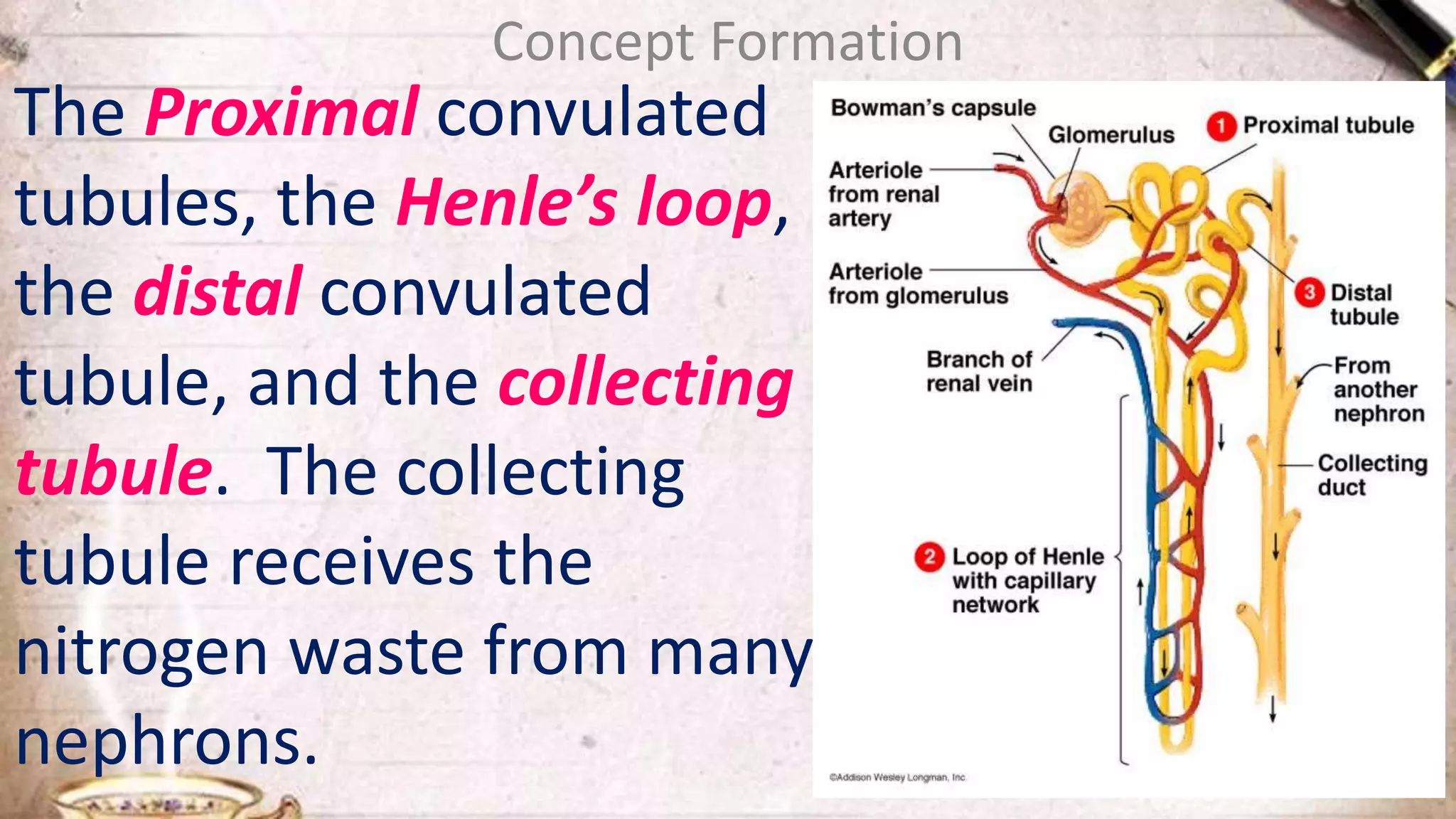 Concept Formation
The Proximal convulated
tubules, the Henle’s loop,
the distal convulated
tubule, and the collecting
tubule. The collecting
tubule receives the
nitrogen waste from many
nephrons.
 