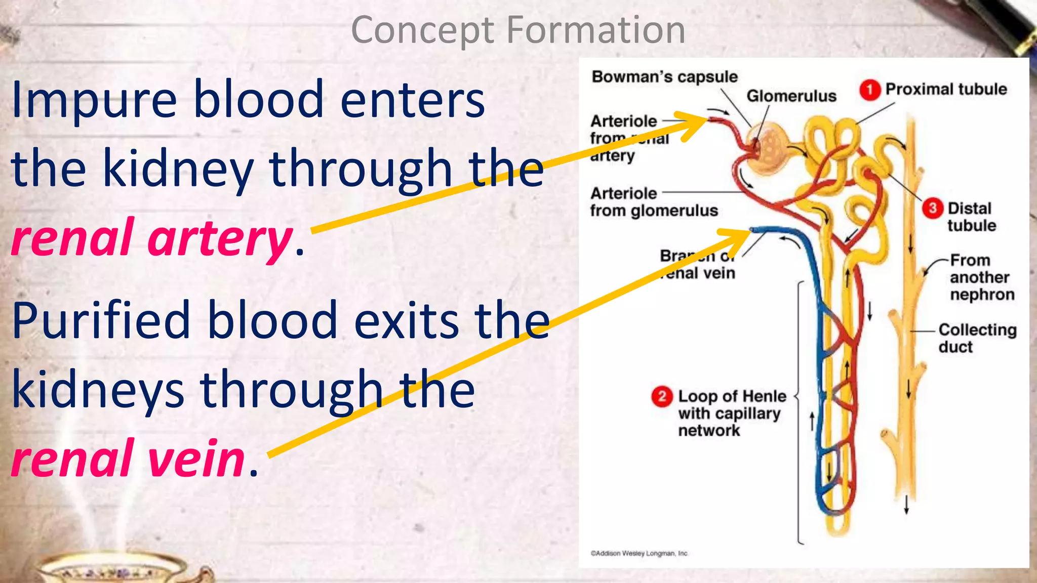 Concept Formation
Impure blood enters
the kidney through the
renal artery.
Purified blood exits the
kidneys through the
renal vein.
 