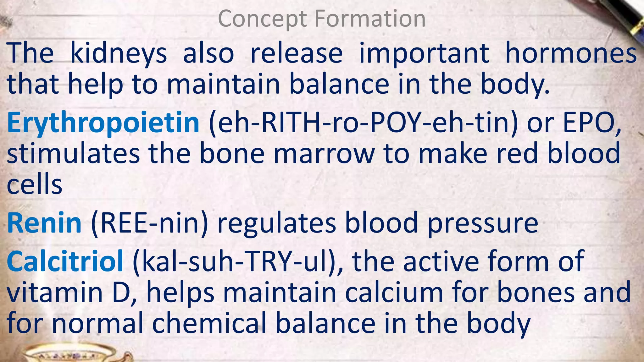 Concept Formation
The kidneys also release important hormones
that help to maintain balance in the body.
Erythropoietin (eh-RITH-ro-POY-eh-tin) or EPO,
stimulates the bone marrow to make red blood
cells
Renin (REE-nin) regulates blood pressure
Calcitriol (kal-suh-TRY-ul), the active form of
vitamin D, helps maintain calcium for bones and
for normal chemical balance in the body
 