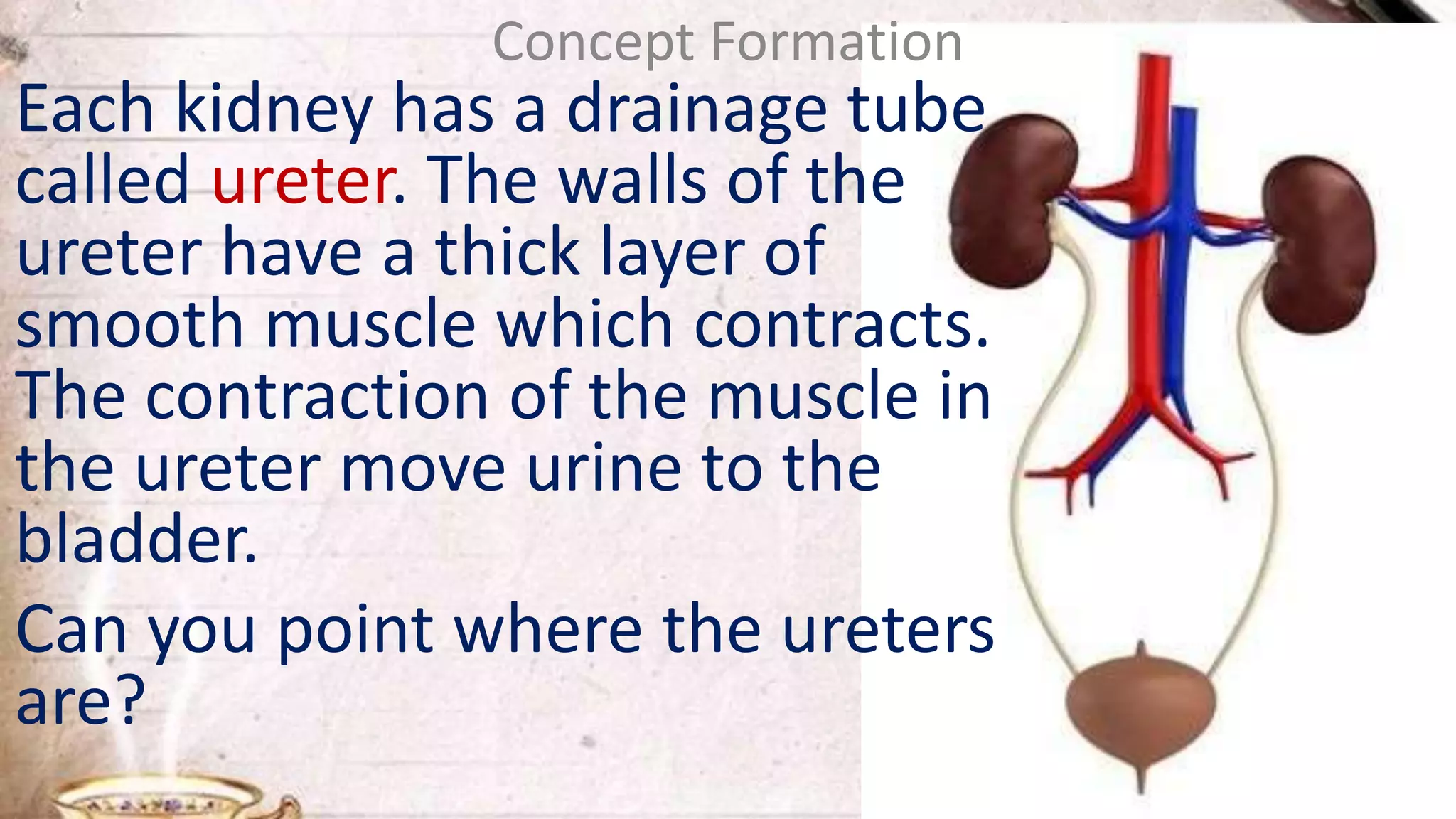 Each kidney has a drainage tube
called ureter. The walls of the
ureter have a thick layer of
smooth muscle which contracts.
The contraction of the muscle in
the ureter move urine to the
bladder.
Can you point where the ureters
are?
Concept Formation
 