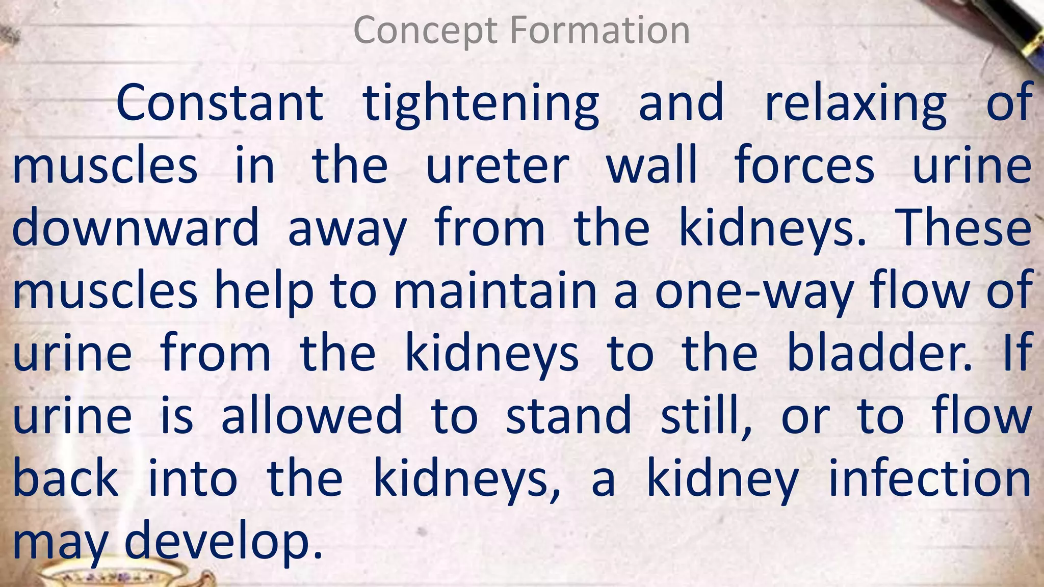 Constant tightening and relaxing of
muscles in the ureter wall forces urine
downward away from the kidneys. These
muscles help to maintain a one-way flow of
urine from the kidneys to the bladder. If
urine is allowed to stand still, or to flow
back into the kidneys, a kidney infection
may develop.
Concept Formation
 
