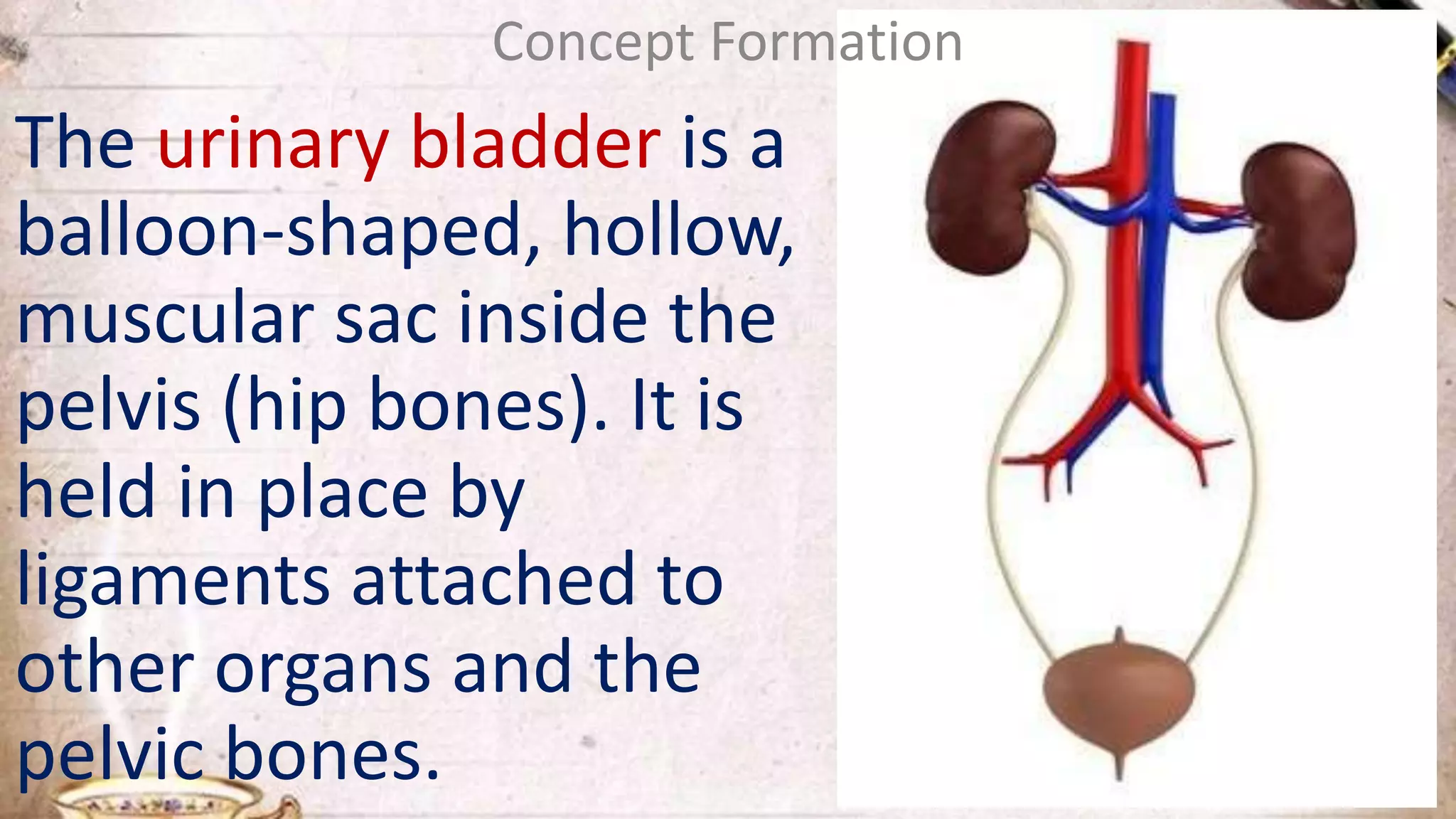 The urinary bladder is a
balloon-shaped, hollow,
muscular sac inside the
pelvis (hip bones). It is
held in place by
ligaments attached to
other organs and the
pelvic bones.
Concept Formation
 