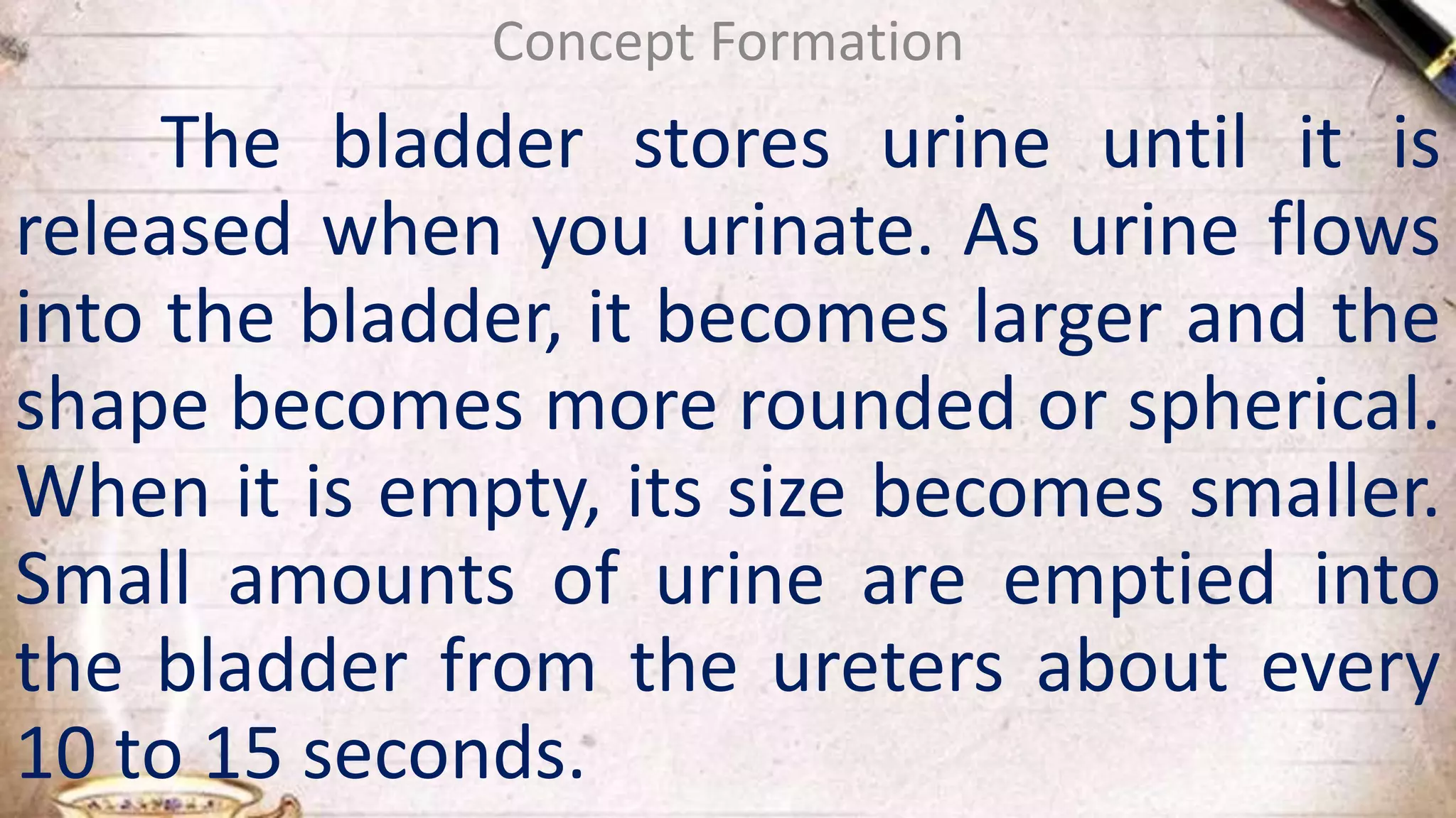 The bladder stores urine until it is
released when you urinate. As urine flows
into the bladder, it becomes larger and the
shape becomes more rounded or spherical.
When it is empty, its size becomes smaller.
Small amounts of urine are emptied into
the bladder from the ureters about every
10 to 15 seconds.
Concept Formation
 