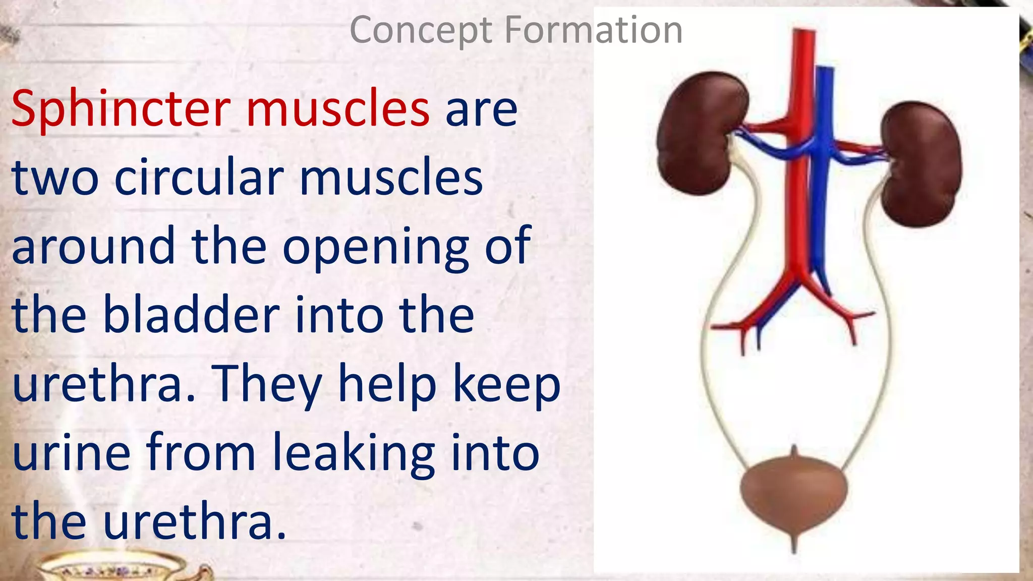 Sphincter muscles are
two circular muscles
around the opening of
the bladder into the
urethra. They help keep
urine from leaking into
the urethra.
Concept Formation
 
