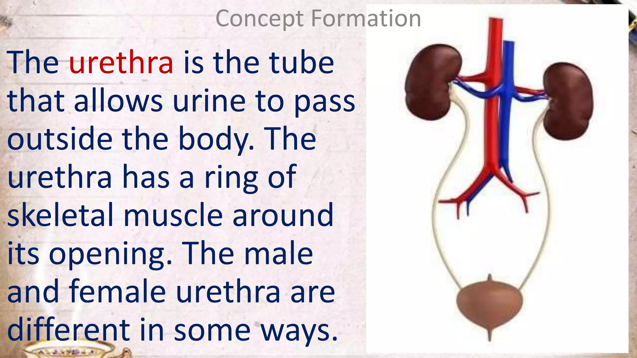 Concept Formation
The urethra is the tube
that allows urine to pass
outside the body. The
urethra has a ring of
skeletal muscle around
its opening. The male
and female urethra are
different in some ways.
 