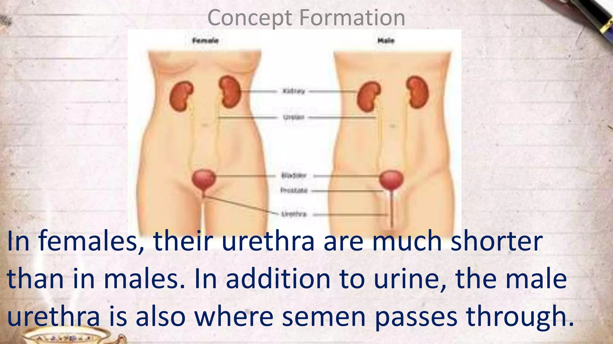 Concept Formation
In females, their urethra are much shorter
than in males. In addition to urine, the male
urethra is also where semen passes through.
 
