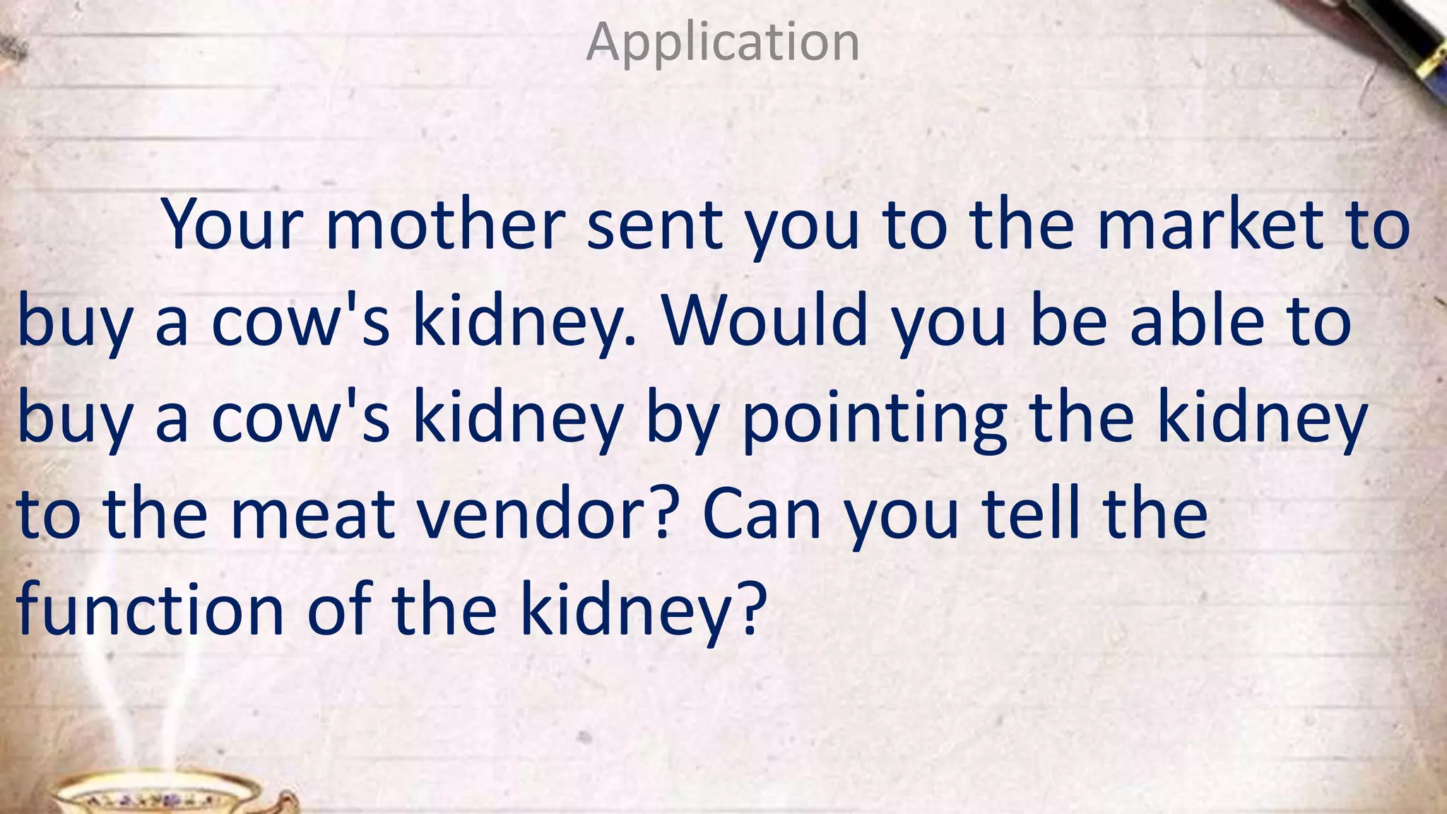 Application
Your mother sent you to the market to
buy a cow's kidney. Would you be able to
buy a cow's kidney by pointing the kidney
to the meat vendor? Can you tell the
function of the kidney?
 