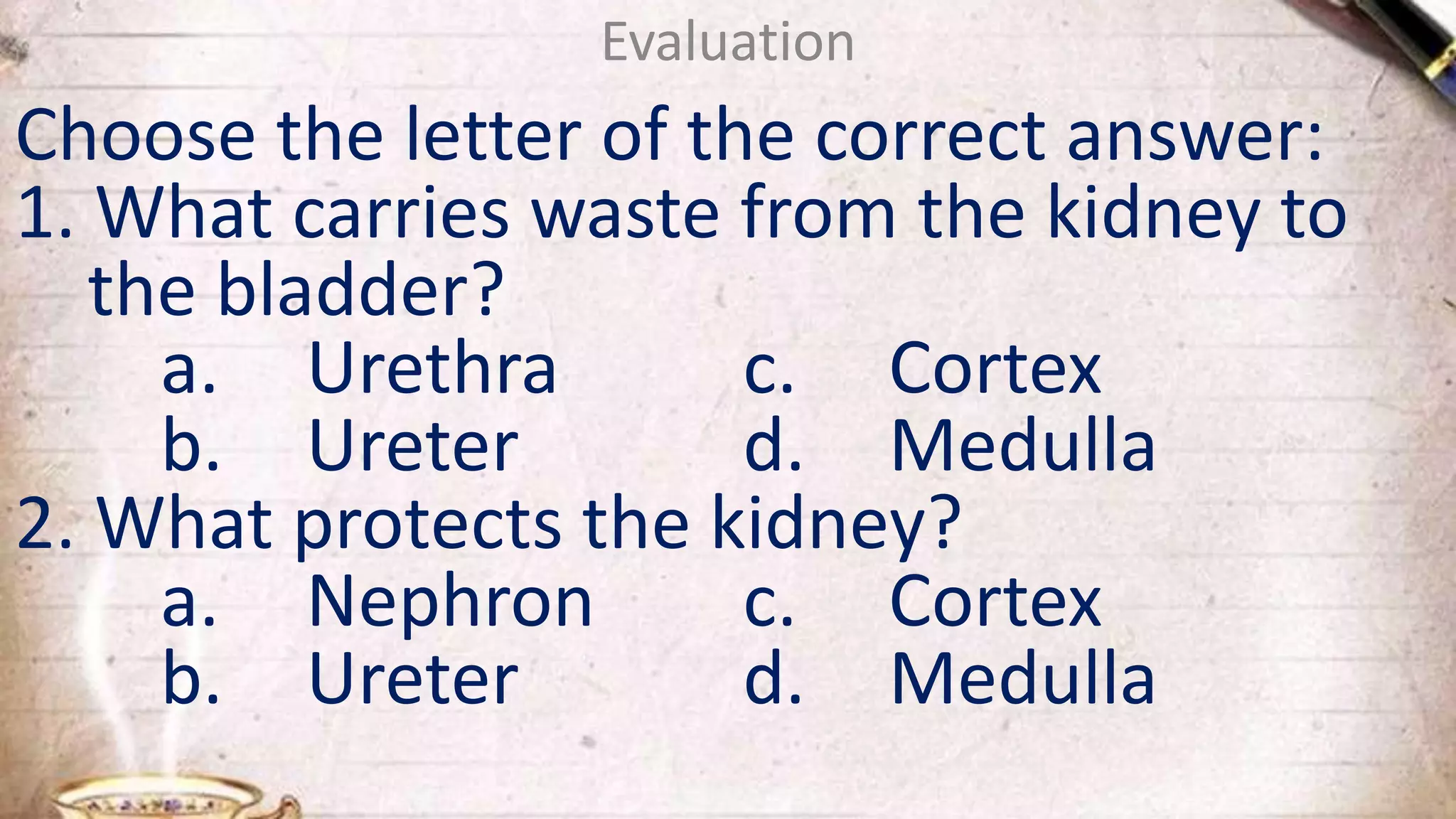 Evaluation
Choose the letter of the correct answer:
1. What carries waste from the kidney to
the bladder?
a. Urethra c. Cortex
b. Ureter d. Medulla
2. What protects the kidney?
a. Nephron c. Cortex
b. Ureter d. Medulla
 