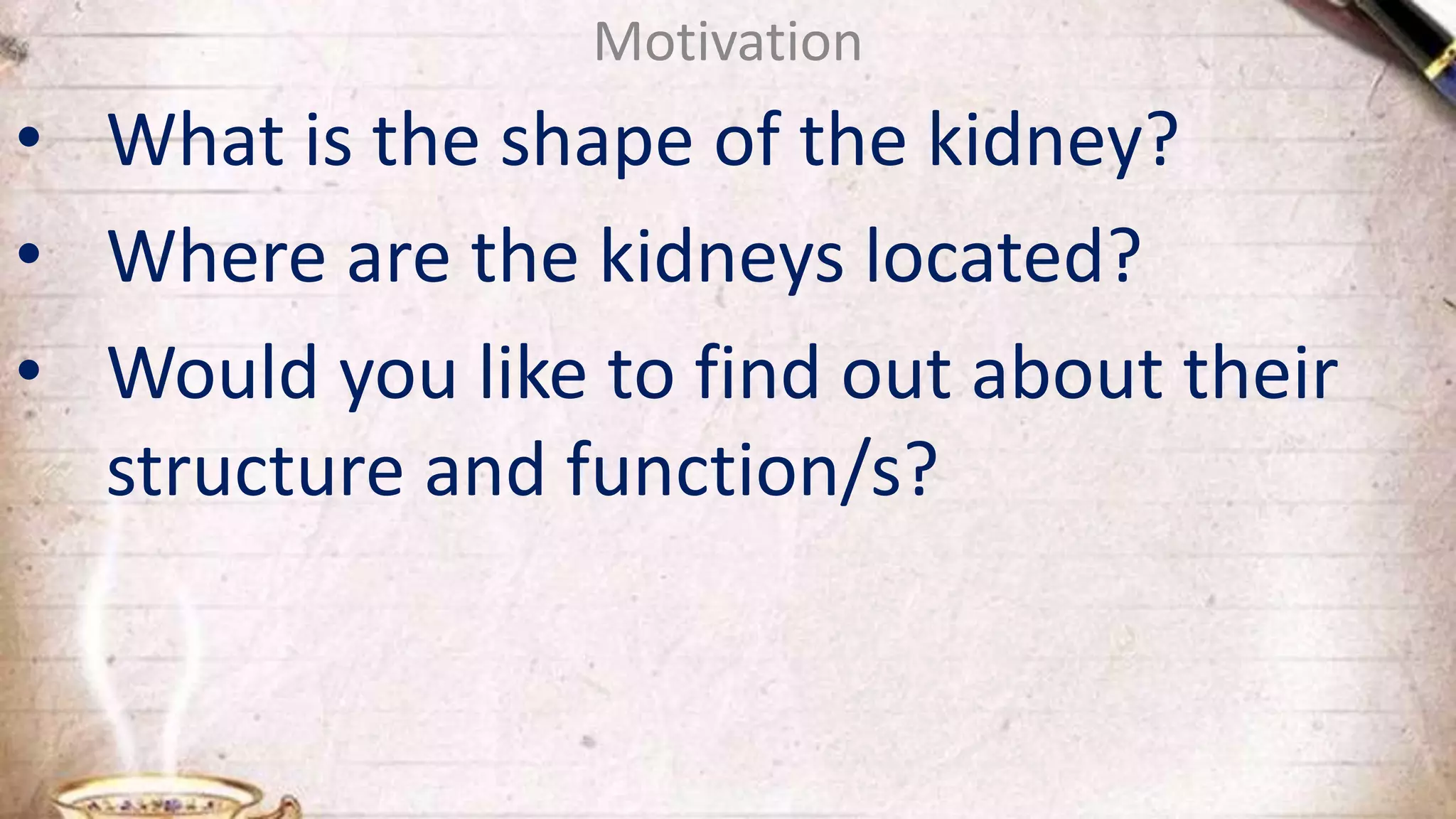 Motivation
• What is the shape of the kidney?
• Where are the kidneys located?
• Would you like to find out about their
structure and function/s?
 