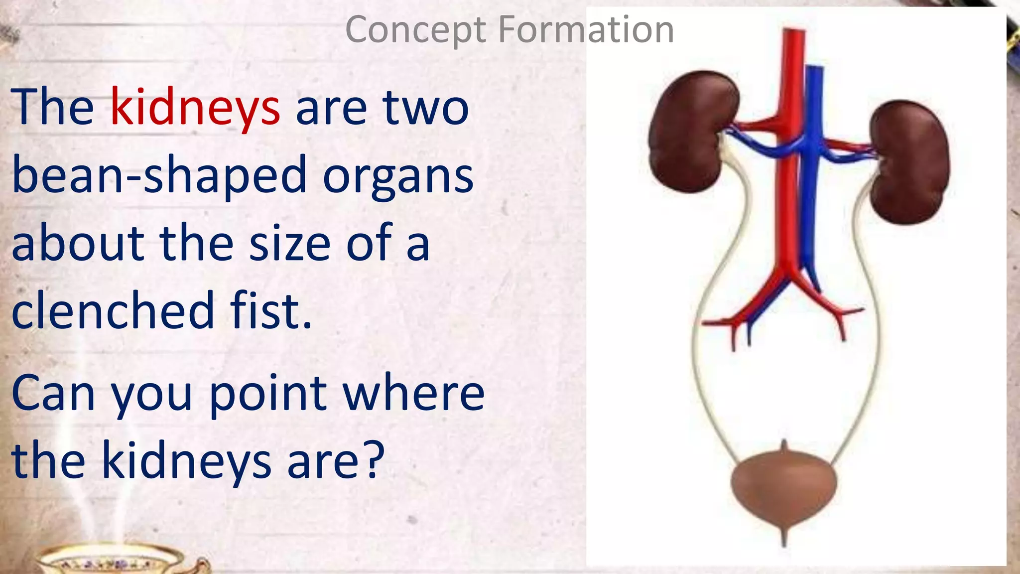 The kidneys are two
bean-shaped organs
about the size of a
clenched fist.
Can you point where
the kidneys are?
Concept Formation
 