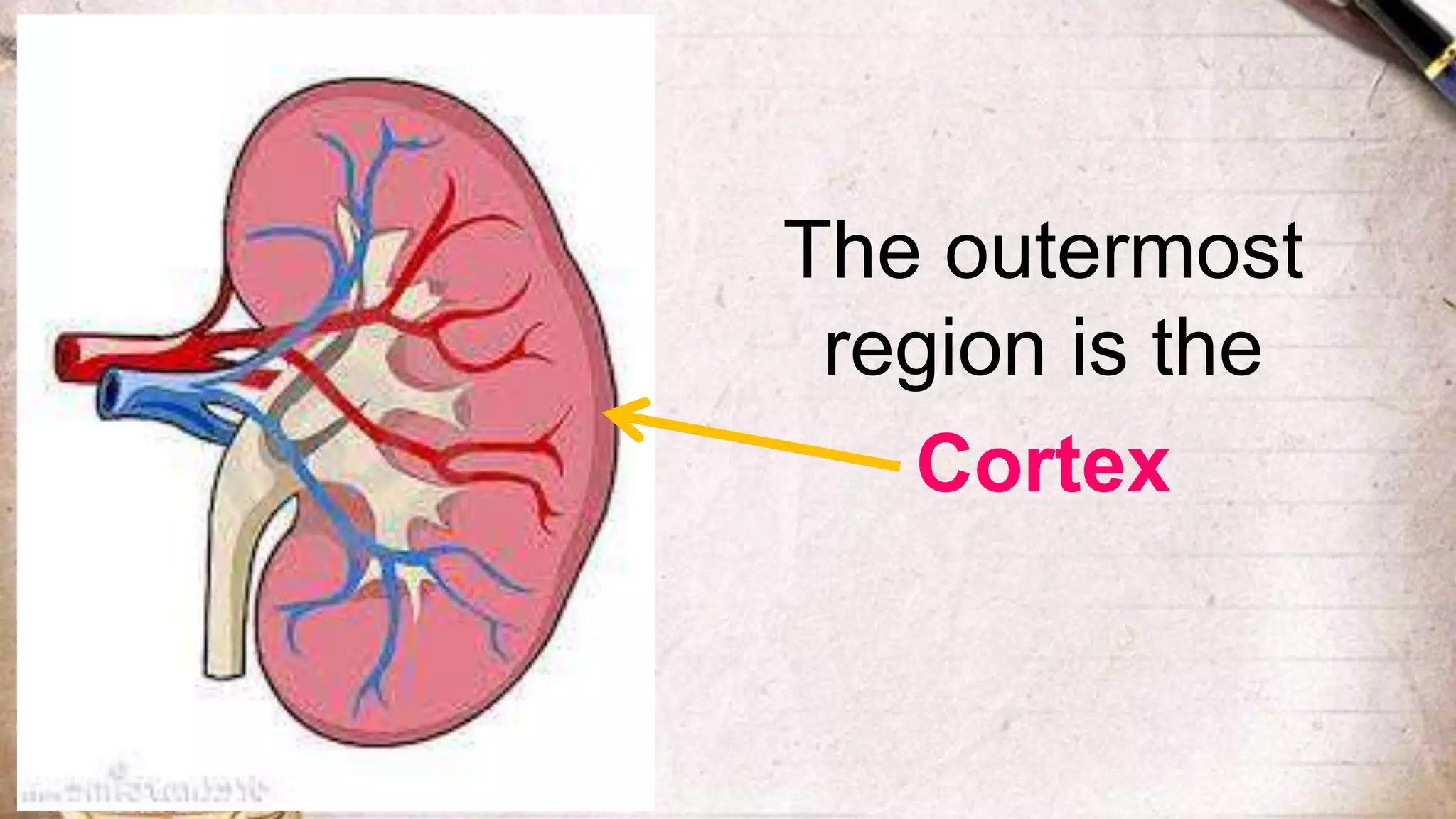 The outermost
region is the
Cortex
 