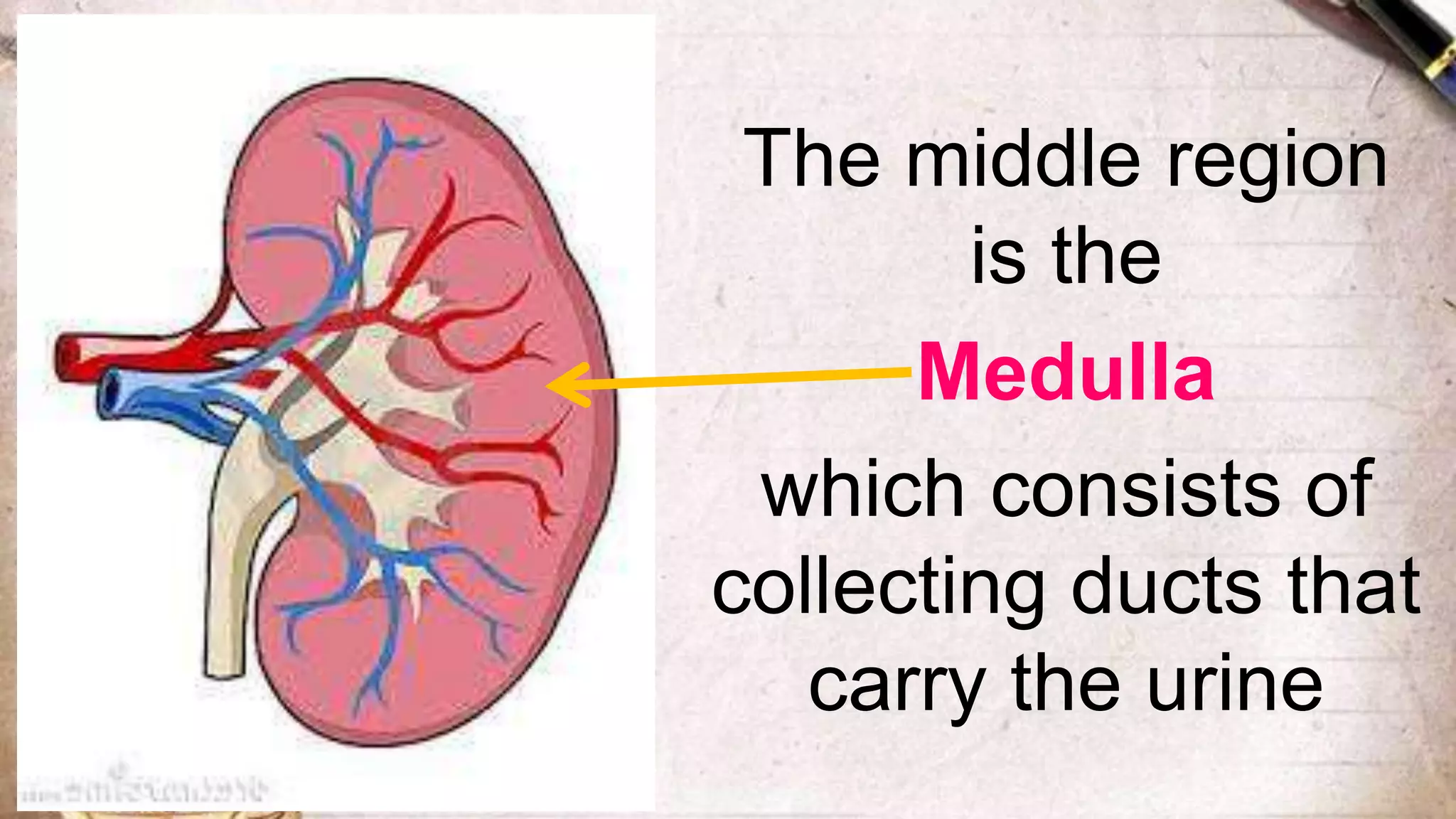 The middle region
is the
Medulla
which consists of
collecting ducts that
carry the urine
 