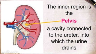 The inner region is
the
Pelvis
a cavity connected
to the ureter, into
which the urine
drains
 